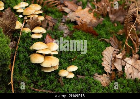 Schwefeltuftpilz, Arnside, Milnthorpe, Cumbria, Großbritannien Stockfoto