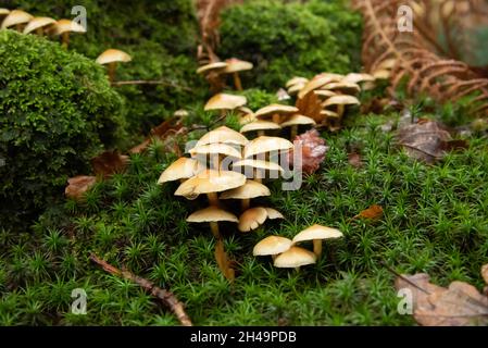 Schwefeltuftpilz, Arnside, Milnthorpe, Cumbria, Großbritannien Stockfoto