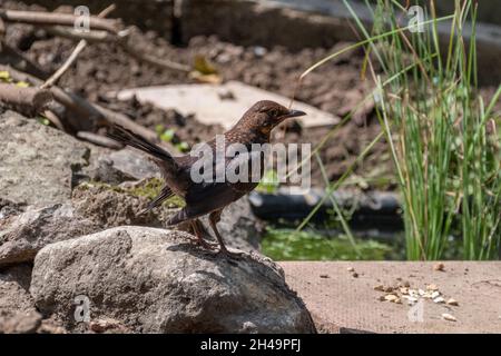 Eine junge Amsel, Turdus merula, thront auf einem Felsen und sieht Vogelfutter auf einem flachen Stein vor einem Gartenteich. Vogel ist wachsam mit mir Stockfoto