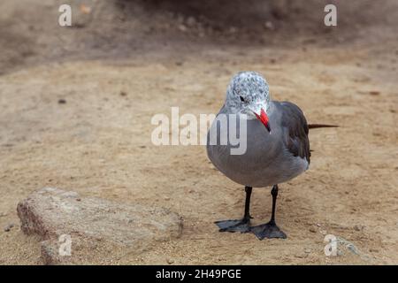 Heermann-Möwe (Larus heermanni) in Carmel in Kalifornien Stockfoto