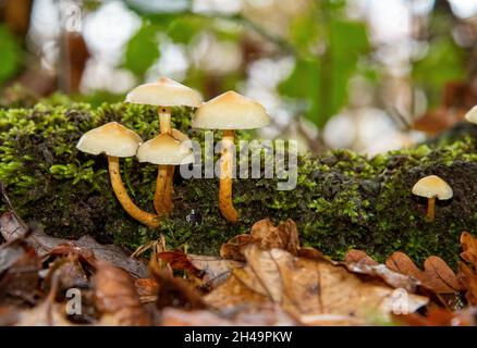 Schwefeltuftpilz, Arnside, Milnthorpe, Cumbria, Großbritannien Stockfoto