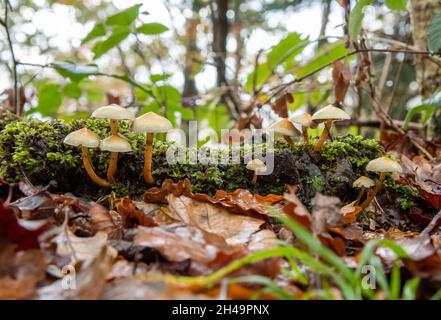 Hymenogastraceae fasciculare fungi, Arnside, Milnthorpe, Cumbria, UK Stockfoto