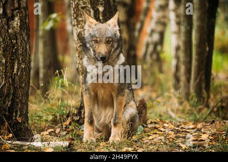 Jungwolf, Canis Lupus, Grauer Wolf, Grauer Wolf Im Freien Am Herbsttag. Porträt Des Welpen-Wolfes. Stockfoto