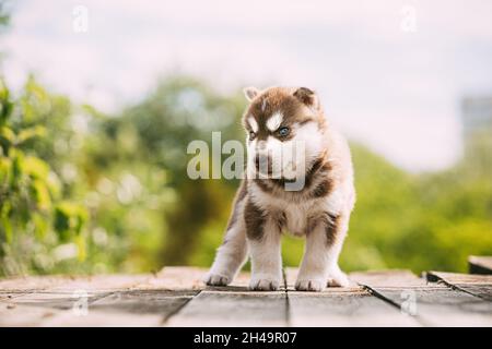 Der vierwöchige Husky-Welpe in weiß-brauner Farbe steht auf Holzboden. Stockfoto