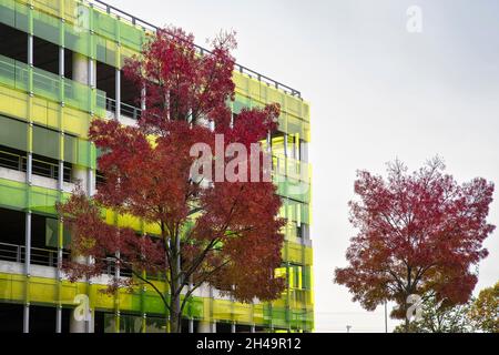 Baum mit roten Blättern im Herbst vor einem Stadtparkplatz mit grünen Wänden Stockfoto