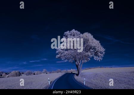 Infrarotfotografie - Surreales ir-Foto von Landschaft mit Bäumen unter wolkigen Himmel - die Kunst unserer Welt und Pflanzen in der unsichtbaren Infrarotkamera sp Stockfoto