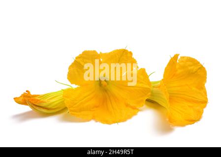 Squashblüten isoliert auf weißem Hintergrund Stockfoto