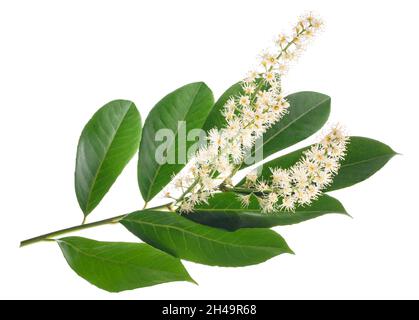 Prunus laurocerasus Blumen auf weißem Hintergrund Stockfoto