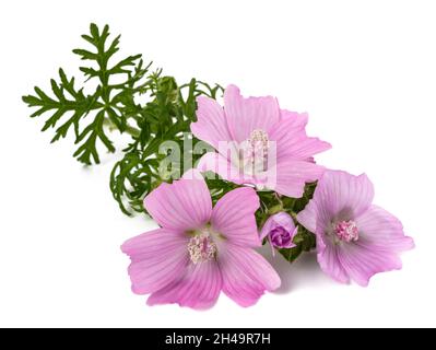 Größere Moschus Malvblumen isoliert auf weißem Hintergrund Stockfoto