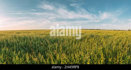 Landschaft Ländliche Landschaft Landschaft Mit Hafer Im Sommer Sonnentag. Agrarbereich. Panorama, Panoramaansicht Stockfoto