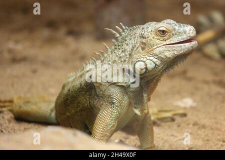 Tierwaage, Tierkopf, tierischer Körperteil, Blick, Blick weg, Sonnenlicht, im Freien, Land, Fokus auf den Vordergrund, Tag, Natur, Leguan, Nahaufnahme, keine Menschen, Tier Stockfoto