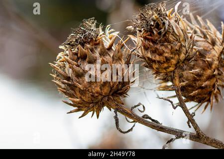 Nahaufnahme von Kardoondistel-Saatköpfen Stockfoto