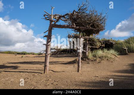 Pinien, die von vorherrschenden starken Winden am Strand Formby geformt wurden Stockfoto