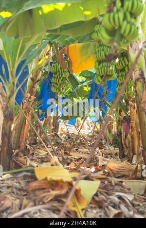 Bananenbündel auf einem Baum. Ein großer Haufen Bananen auf einer Plantage in Zypern im November. Bananen wachsen in Beuteln Stockfoto