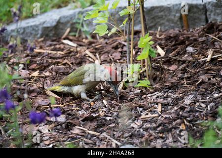 Grünspecht, Europäischer Grünspecht, Picus viridis Stockfoto