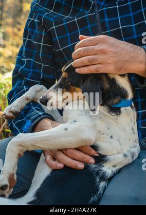 Ein Mann in Jeans und einem karierten Hemd hält einen Hund auf dem Schoß. Eine Hand streicht dem Tier den Kopf. Das Konzept der Liebe und Fürsorge für Haustiere Stockfoto