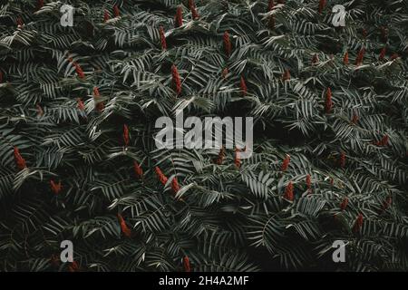 Muster aus Blättern und roten Blüten von Staghorn sumac rhus typhina Stockfoto