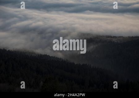 Nebel über Bäumen Stockfoto