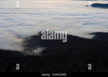 Nebel über Bäumen Stockfoto