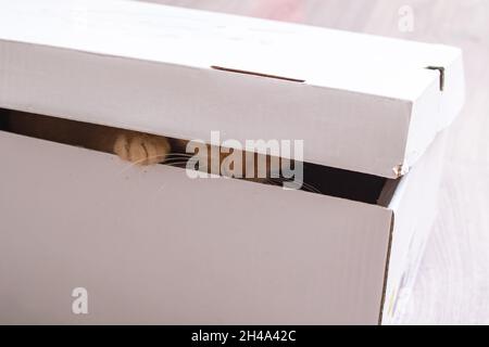 Ingwer Kätzchen spielt in einer Pappschachtel aus nächster Nähe Stockfoto