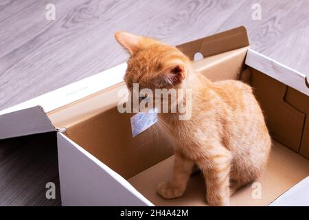 Ingwer Kätzchen spielt in einer Pappschachtel aus nächster Nähe Stockfoto