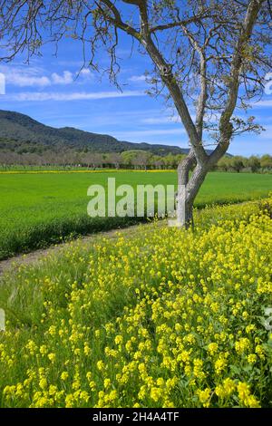 Wunderschöne Quelle im Ojai Valley, Ventura CA Stockfoto