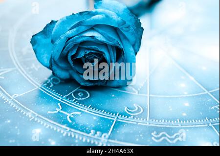 Romantisches Astrologie-Konzept mit Horoskop, blauem Tierkreis und schöner Blume blau Rose wie Tierkreis und Liebe und Ralationship Thema Stockfoto