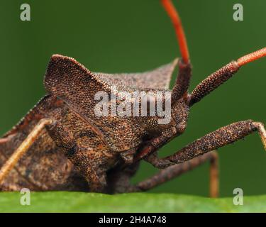 Nahaufnahme eines Hafenbugs (Coreus marginatus), der auf einem Blatt ruht. Tipperary, Irland Stockfoto