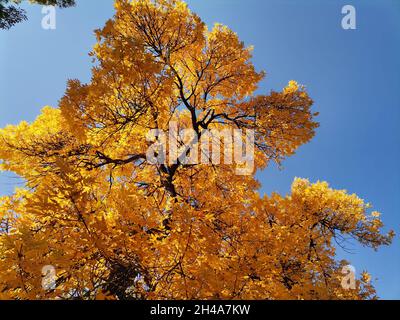 Gelber Baum in Bulgarien im Herbst, Rhodopen-Gebirge Stockfoto