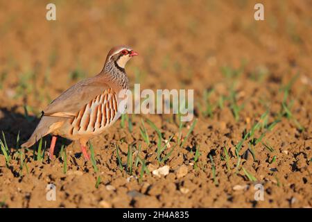 Ein erwachsenes Rotbeinhuhn oder französisches Rebhuhn (Alectoris rufa) in einem gepflügten Feld in Suffolk, Großbritannien Stockfoto