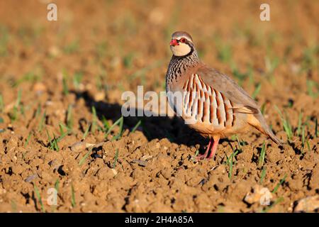 Ein erwachsenes Rotbeinhuhn oder französisches Rebhuhn (Alectoris rufa) in einem gepflügten Feld in Suffolk, Großbritannien Stockfoto