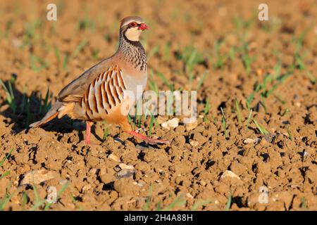 Ein erwachsenes Rotbeinhuhn oder französisches Rebhuhn (Alectoris rufa) in einem gepflügten Feld in Suffolk, Großbritannien Stockfoto