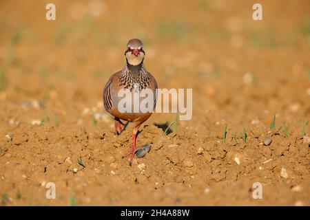 Ein erwachsenes Rotbeinhuhn oder französisches Rebhuhn (Alectoris rufa) in einem gepflügten Feld in Suffolk, Großbritannien Stockfoto