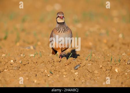 Ein erwachsenes Rotbeinhuhn oder französisches Rebhuhn (Alectoris rufa) in einem gepflügten Feld in Suffolk, Großbritannien Stockfoto