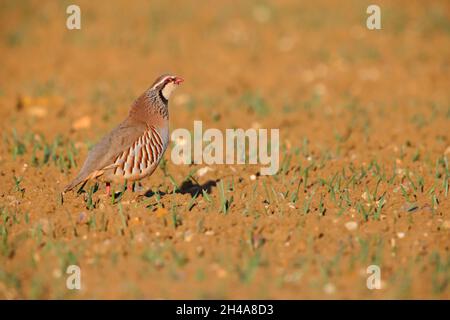 Ein erwachsenes Rotbeinhuhn oder französisches Rebhuhn (Alectoris rufa), das von einem gepflügten Feld in Suffolk, Großbritannien, aus ruft Stockfoto