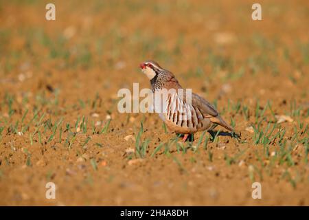 Ein erwachsenes Rotbeinhuhn oder französisches Rebhuhn (Alectoris rufa), das von einem gepflügten Feld in Suffolk, Großbritannien, aus ruft Stockfoto