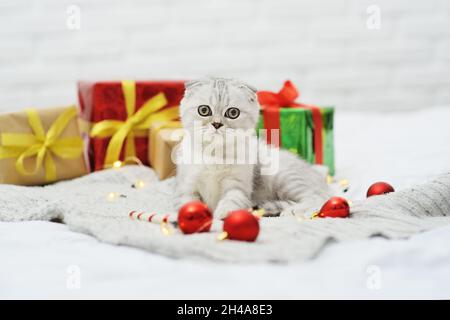 Schottisches Faltenkätzchen spielt auf einer Strickdecke vor dem Hintergrund von Weihnachtsgeschenken und Weihnachtsbaumspielzeug liegend. Stockfoto