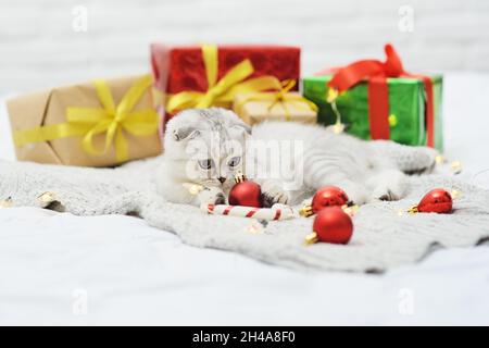 Schottisches Faltenkätzchen spielt auf einer Strickdecke vor dem Hintergrund von Weihnachtsgeschenken und Weihnachtsbaumspielzeug liegend. Stockfoto