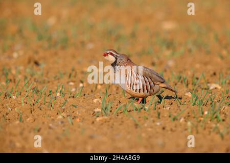 Ein erwachsenes Rotbeinhuhn oder französisches Rebhuhn (Alectoris rufa), das von einem gepflügten Feld in Suffolk, Großbritannien, aus ruft Stockfoto