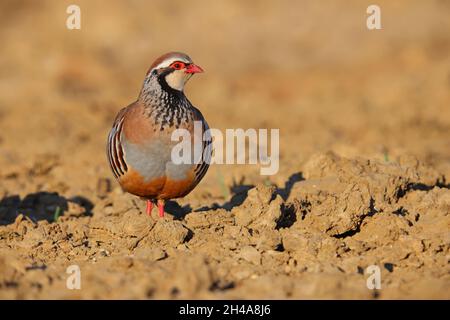 Ein erwachsenes Rotbeinhuhn oder französisches Rebhuhn (Alectoris rufa) in einem gepflügten Feld in Suffolk, Großbritannien Stockfoto