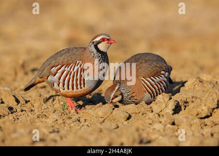 Ein Paar Rotbeinige Rebhuhn oder Französischer Rebhuhn (Alectoris rufa) auf einem gepflügten Feld in Suffolk, Großbritannien Stockfoto