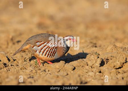 Ein erwachsenes Rotbeinhuhn oder französisches Rebhuhn (Alectoris rufa) in einem gepflügten Feld in Suffolk, Großbritannien Stockfoto