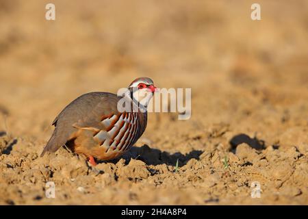 Ein erwachsenes Rotbeinhuhn oder französisches Rebhuhn (Alectoris rufa) in einem gepflügten Feld in Suffolk, Großbritannien Stockfoto