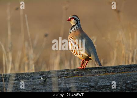 Ein erwachsenes Rotbeinhuhn oder französisches Rebhuhn (Alectoris rufa), das auf einem Zaun in Suffolk, Großbritannien, thront Stockfoto