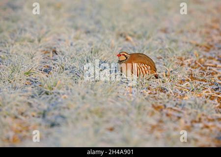 Ein erwachsenes Rotbeinhuhn oder französisches Rebhuhn (Alectoris rufa) in einem frostigen Feld in Suffolk, Großbritannien Stockfoto