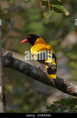 Schwarz-Kapuzen-Oriole (Oriolus xanthornus ceylonensis) erwachsenes Männchen, das auf einem Zweig (endemische Rasse Sri Lankas) in Sri Lanka thront Dezember Stockfoto