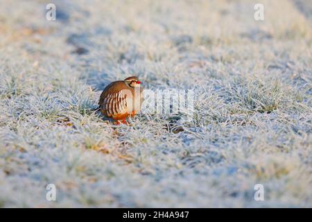 Ein erwachsenes Rotbeinhuhn oder französisches Rebhuhn (Alectoris rufa) in einem frostigen Feld in Suffolk, Großbritannien Stockfoto