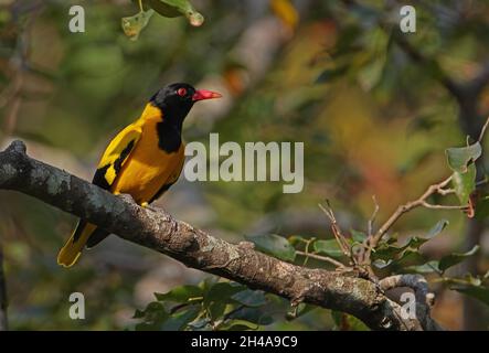 Schwarz-Kapuzen-Oriole (Oriolus xanthornus ceylonensis) erwachsenes Männchen, das auf einem Zweig (endemische Rasse Sri Lankas) in Sri Lanka thront Dezember Stockfoto