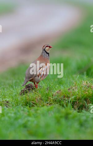 Ein erwachsenes Rotbeinhuhn oder französisches Rebhuhn (Alectoris rufa), das an einer Straße in Suffolk, Großbritannien, liegt Stockfoto