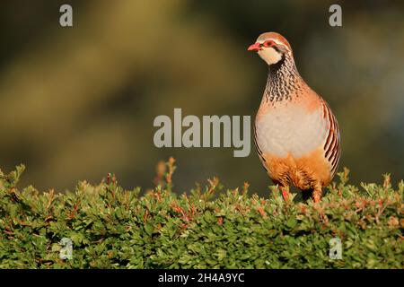 Ein erwachsenes Rotbeinige-Rebhuhn oder französisches Rebhuhn (Alectoris rufa), das auf einer Hecke auf Ackerland in Suffolk, Großbritannien, thront Stockfoto